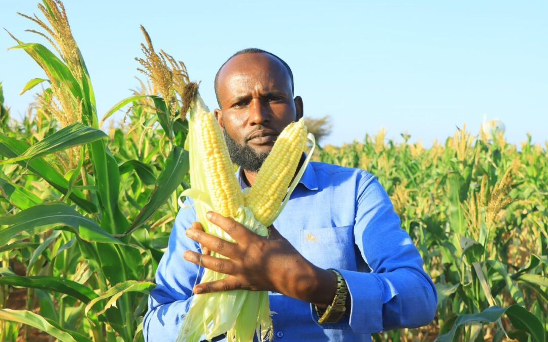 Sweet Corn plantation in Salahley first time